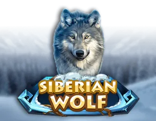 Siberian Wolf